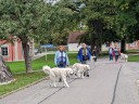Kuvaszfamilientreff_2024_437.jpg