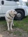 Kuvasz_Familientreffen_Boltenhagen_2025_002.jpg