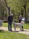 Kuvasz_Familientreffen_Boltenhagen_2025_005.jpg