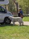 Kuvasz_Familientreffen_Boltenhagen_2025_007.jpg