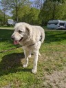 Kuvasz_Familientreffen_Boltenhagen_2025_008.jpg
