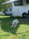 Kuvasz_Familientreffen_Boltenhagen_2025_014.jpg