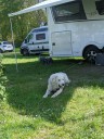 Kuvasz_Familientreffen_Boltenhagen_2025_015.jpg