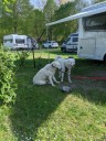 Kuvasz_Familientreffen_Boltenhagen_2025_019.jpg