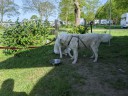 Kuvasz_Familientreffen_Boltenhagen_2025_020.jpg
