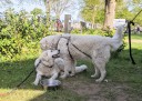 Kuvasz_Familientreffen_Boltenhagen_2025_023.jpg
