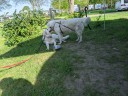 Kuvasz_Familientreffen_Boltenhagen_2025_024.jpg