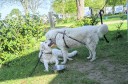Kuvasz_Familientreffen_Boltenhagen_2025_025.jpg