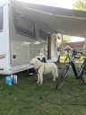 Kuvasz_Familientreffen_Boltenhagen_2025_029.jpg