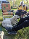 Kuvasz_Familientreffen_Boltenhagen_2025_033.jpg