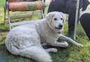 Kuvasz_Familientreffen_Boltenhagen_2025_034.jpg