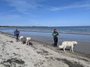 Kuvasz_Familientreffen_Boltenhagen_2025_059.jpg