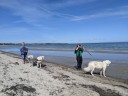 Kuvasz_Familientreffen_Boltenhagen_2025_061.jpg