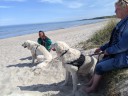 Kuvasz_Familientreffen_Boltenhagen_2025_082.jpg
