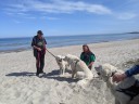 Kuvasz_Familientreffen_Boltenhagen_2025_084.jpg