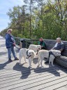 Kuvasz_Familientreffen_Boltenhagen_2025_090.jpg