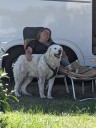Kuvasz_Familientreffen_Boltenhagen_2025_096.jpg