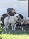 Kuvasz_Familientreffen_Boltenhagen_2025_097.jpg