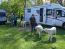 Kuvasz_Familientreffen_Boltenhagen_2025_100.jpg