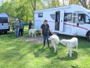 Kuvasz_Familientreffen_Boltenhagen_2025_101.jpg