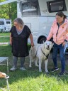 Kuvasz_Familientreffen_Boltenhagen_2025_104.jpg