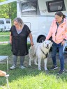 Kuvasz_Familientreffen_Boltenhagen_2025_105.jpg