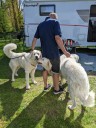 Kuvasz_Familientreffen_Boltenhagen_2025_106.jpg