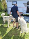 Kuvasz_Familientreffen_Boltenhagen_2025_107.jpg