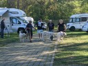 Kuvasz_Familientreffen_Boltenhagen_2025_196.jpg