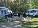 Kuvasz_Familientreffen_Boltenhagen_2025_197.jpg