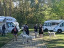 Kuvasz_Familientreffen_Boltenhagen_2025_201.jpg
