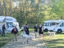 Kuvasz_Familientreffen_Boltenhagen_2025_202.jpg