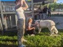 Kuvasz_Familientreffen_Boltenhagen_2025_211.jpg