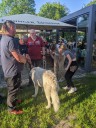 Kuvasz_Familientreffen_Boltenhagen_2025_215.jpg