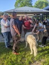 Kuvasz_Familientreffen_Boltenhagen_2025_216.jpg