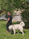 Kuvasz_Familientreffen_Boltenhagen_2025_345.jpg