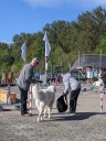 Dateiname=Kuvasz_Familientreffen_Boltenhagen_2025_411.jpg
Dateigröße=2956KB
Abmessungen: 3024x4032
hinzugefügt am: 28. Oktober 2025 Kuvasz_Familientreffen_Boltenhagen_2025_411.jpg
