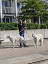 Dateiname=Kuvasz_Familientreffen_Boltenhagen_2025_413.jpg
Dateigröße=2763KB
Abmessungen: 3024x4032
hinzugefügt am: 28. Oktober 2025 Kuvasz_Familientreffen_Boltenhagen_2025_413.jpg