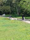 Kuvasz_Familientreffen_Boltenhagen_2025_457.jpg