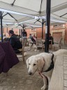 Dateiname=Kuvasz_Familientreffen_Boltenhagen_2025_497.jpg
Dateigröße=3726KB
Abmessungen: 3024x4032
hinzugefügt am: 28. Oktober 2025 Kuvasz_Familientreffen_Boltenhagen_2025_497.jpg