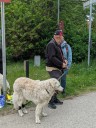 Kuvasz_Familientreffen_Boltenhagen_2025_514.jpg