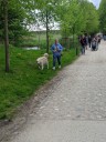 Kuvasz_Familientreffen_Boltenhagen_2025_515.jpg
