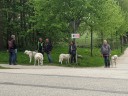 Kuvasz_Familientreffen_Boltenhagen_2025_517.jpg
