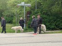 Kuvasz_Familientreffen_Boltenhagen_2025_518.jpg