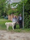 Kuvasz_Familientreffen_Boltenhagen_2025_522.jpg