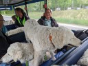 Kuvasz_Familientreffen_Boltenhagen_2025_529.jpg