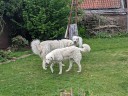 Dateiname=Kuvasz_Familientreffen_Boltenhagen_2025_571.jpg
Dateigröße=5885KB
Abmessungen: 4032x3024
hinzugefügt am: 28. Oktober 2025 Kuvasz_Familientreffen_Boltenhagen_2025_571.jpg