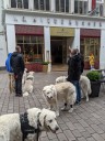 Dateiname=Kuvasz_Familientreffen_Boltenhagen_2025_601.jpg
Dateigröße=3217KB
Abmessungen: 3024x4032
hinzugefügt am: 28. Oktober 2025 Kuvasz_Familientreffen_Boltenhagen_2025_601.jpg