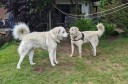 Dateiname=Kuvasz_Familientreffen_Boltenhagen_2025_636.jpg
Dateigröße=2676KB
Abmessungen: 3248x2138
hinzugefügt am: 28. Oktober 2025 Kuvasz_Familientreffen_Boltenhagen_2025_636.jpg