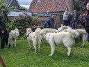 Dateiname=Kuvasz_Familientreffen_Boltenhagen_2025_639.jpg
Dateigröße=4165KB
Abmessungen: 4032x3024
hinzugefügt am: 28. Oktober 2025 Kuvasz_Familientreffen_Boltenhagen_2025_639.jpg